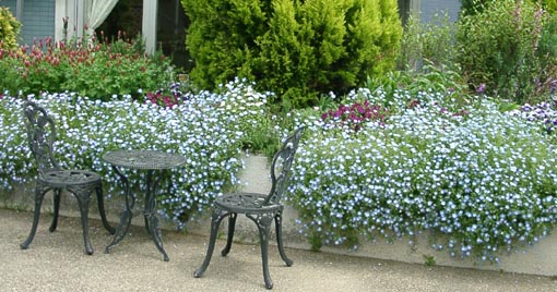 垂れ下がる植物園の花