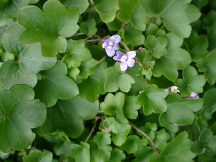 ツタ 植物 文様 唐草図鑑