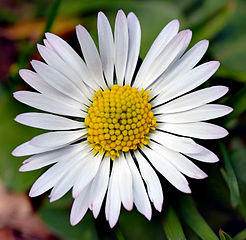 Bellis perennis white (aka)