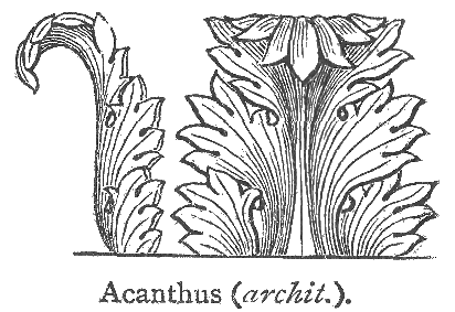 すべての花の画像 最新アカンサス 模様