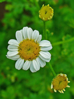 Tanacetum parthenium 003