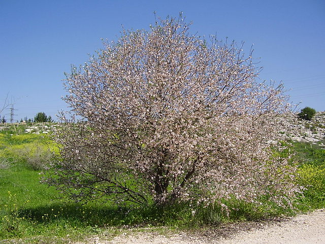 PikiWiki Israel 4042 almond tree