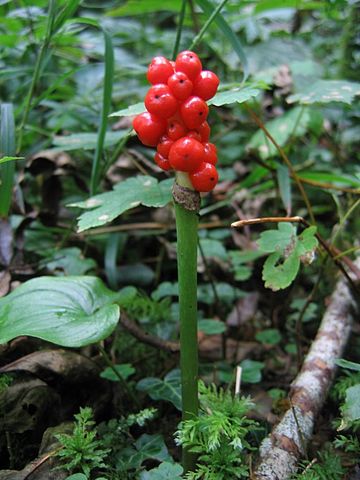 Arum maculatum - Kamniška Bistrica.jpg