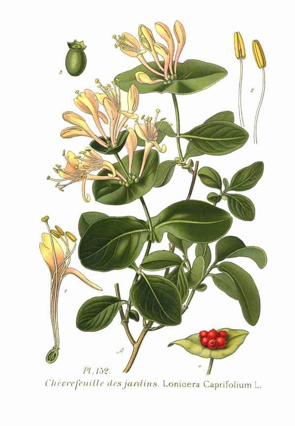 152 Lonicera caprifolium L