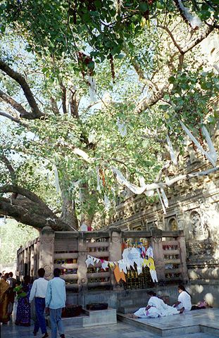 Mahabodhitree