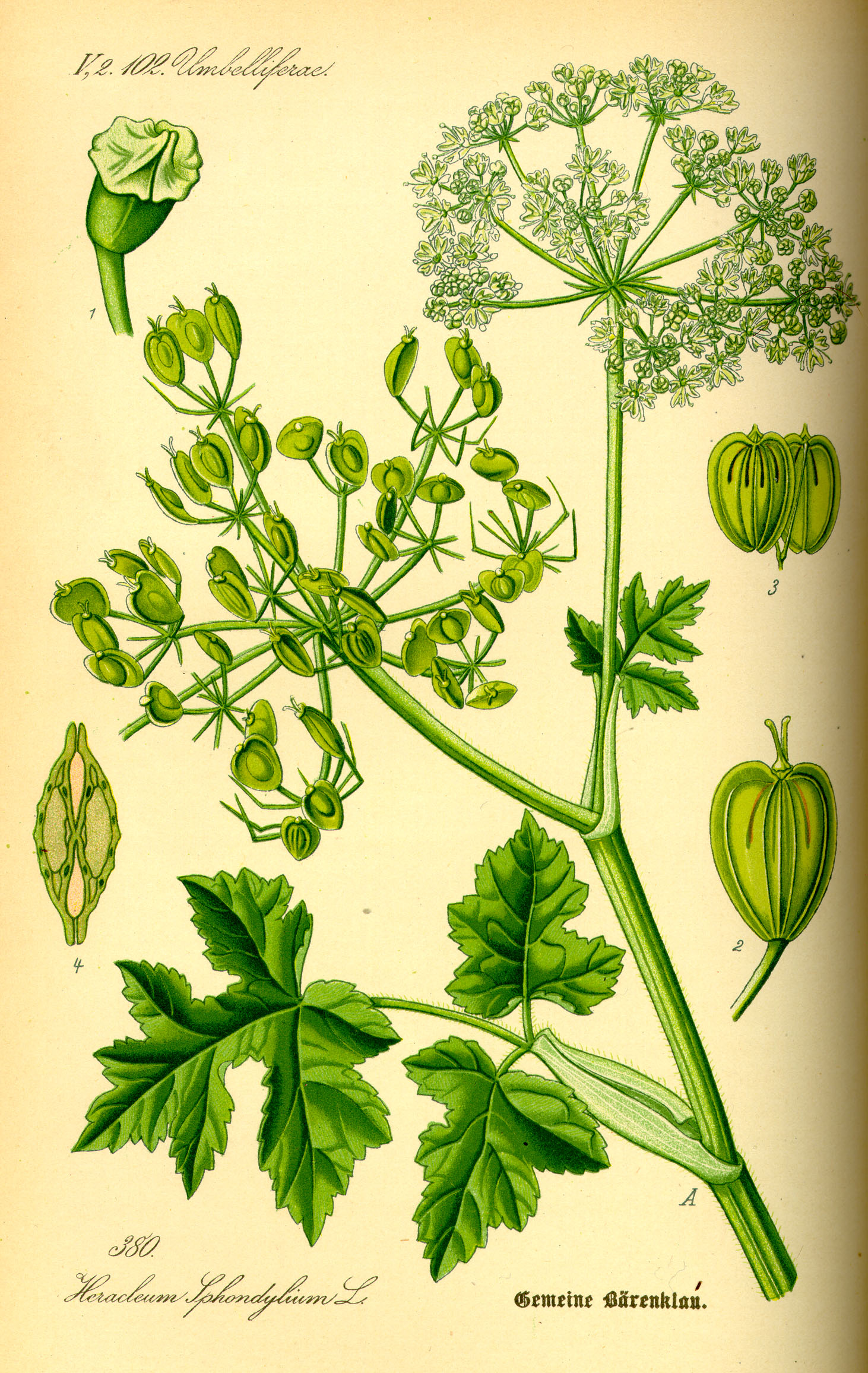 Illustration Heracleum sphondylium