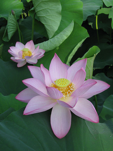 Nelumbo nucifera Oga01