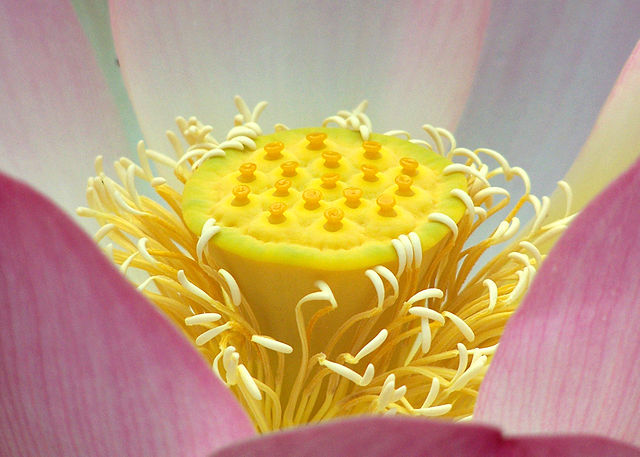 Nelumbo nucifera bean of India