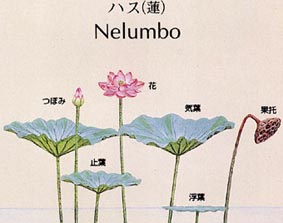 Nelumbo